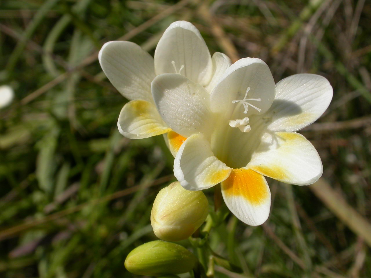 فریزیا رفرکتا